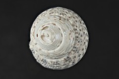 Coelotrochus tiaratus