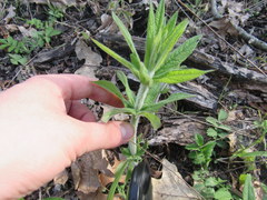 Veronicastrum virginicum