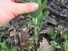 Veronicastrum virginicum