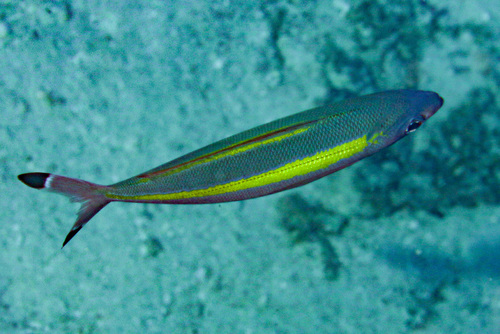 Wide-band fusilier (Pterocaesio lativittata) — Caesionidae — 4