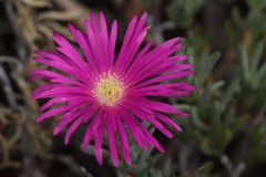 Lampranthus spectabilis