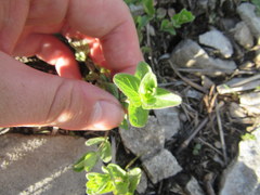 Scutellaria parvula australis