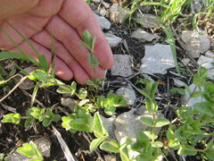 Scutellaria parvula australis
