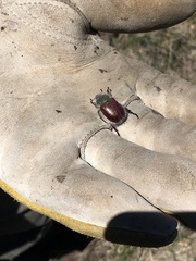 Paracotalpa granicollis