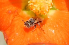 Macroteropsis
