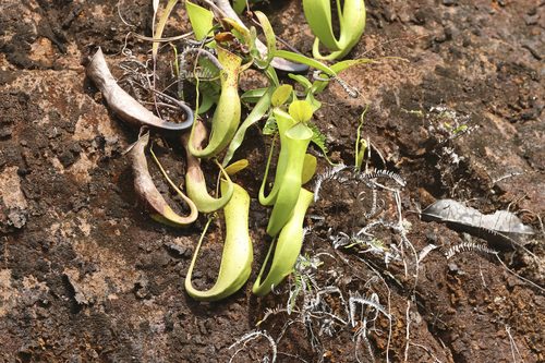 Nepenthes reinwardtiana