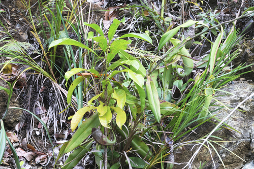 Nepenthes macrovulgaris