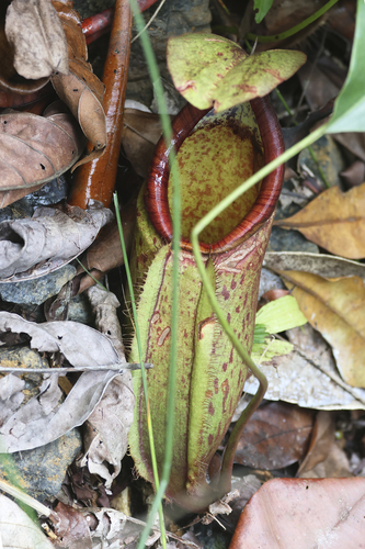 Pitcher plant (Nepenthes macrovulgaris)