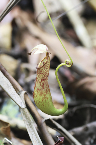 Pitcher plant (Nepenthes macrovulgaris)