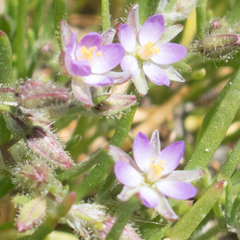 Spergularia macrotheca macrotheca