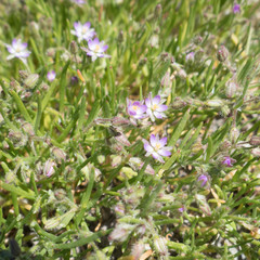 Spergularia macrotheca macrotheca