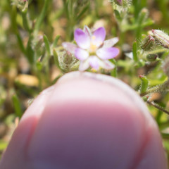 Spergularia macrotheca macrotheca