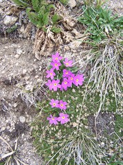 Primula angustifolia