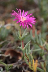 Lampranthus spectabilis