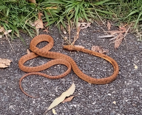 Brown Tree Snake sighting