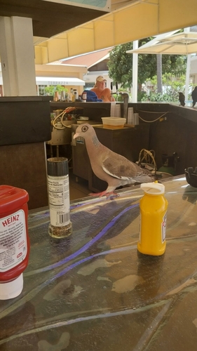 Bare-eyed Pigeon (Patagioenas corensis), photo 10