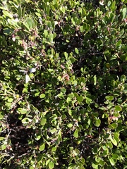 Arctostaphylos pumila