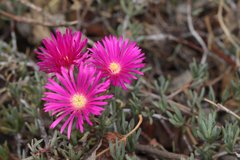 Lampranthus spectabilis