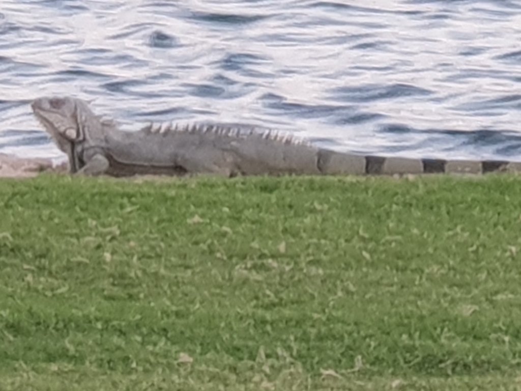 Green Iguana from 2640, Anguilla on January 23, 2024 at 06:48 AM by ...