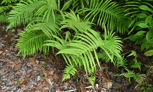 Abrupt-tipped maiden fern (Pelazoneuron augescens)