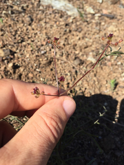 Lomatium marginatum