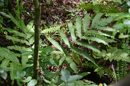 Incised halberd fern (Tectaria incisa)