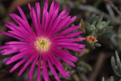 Lampranthus spectabilis