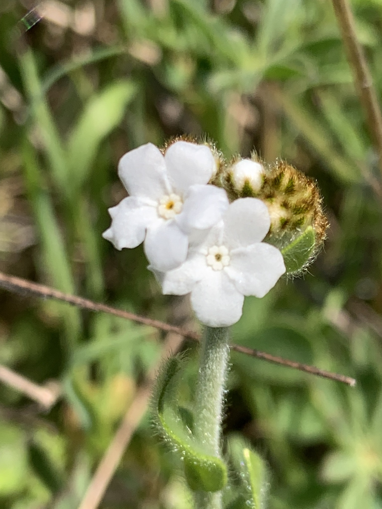 Plagiobothrys nothofulvus