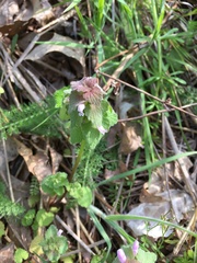 Lamium purpureum purpureum