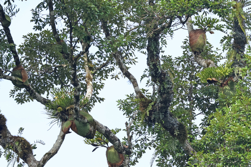 Ridley's staghorn fern (Platycerium ridleyi)