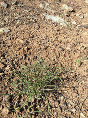 Lomatium marginatum