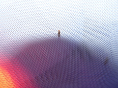 Drosophila guttifera