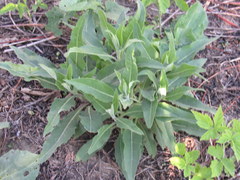 Parthenium integrifolium
