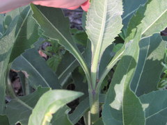 Parthenium integrifolium