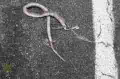 Hierophis viridiflavus