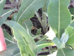 Parthenium integrifolium