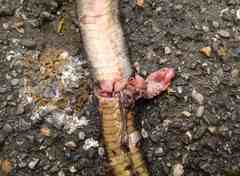 Hierophis viridiflavus