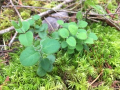 Lonicera hispidula
