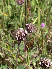Trifolium dichotomum