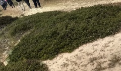 Arctostaphylos pumila