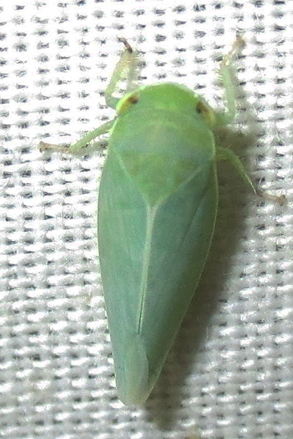 Selenocephalina
