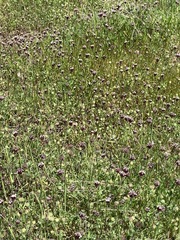 Trifolium dichotomum