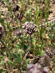 Trifolium dichotomum