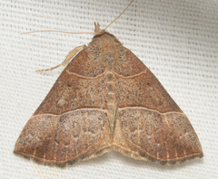 Hypena deceptalis
