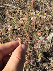 Thysanocarpus curvipes