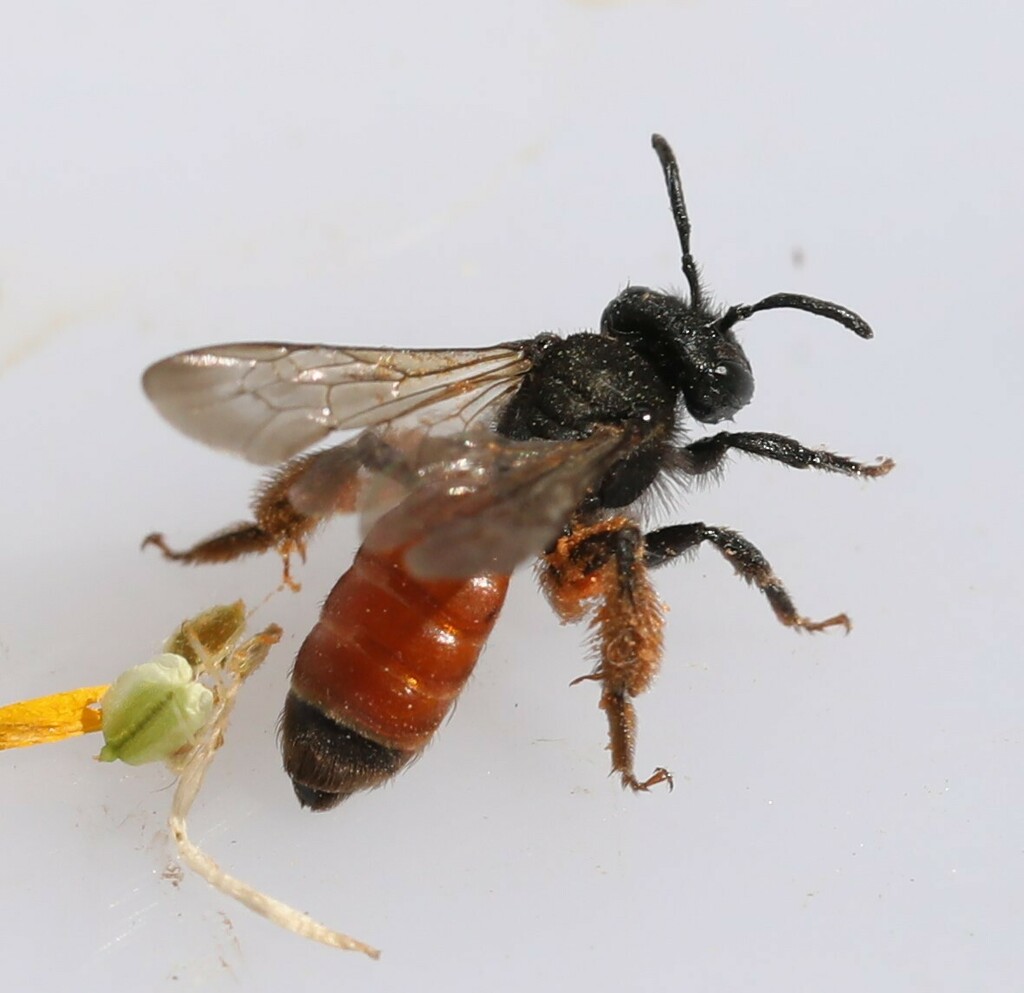 Andrena sardoa
