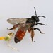 Andrena sardoa - Photo (c) patrickdebeuf, μερικά δικαιώματα διατηρούνται (CC BY-NC)