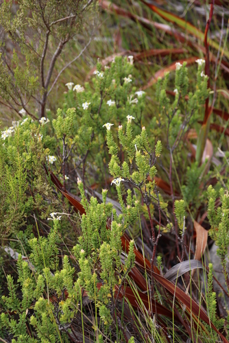 Image of Gnidia tomentosa by (c) Tony Rebelo, some rights reserved (CC BY-SA)