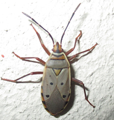 Probergrothius