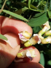 Lathyrus sulphureus